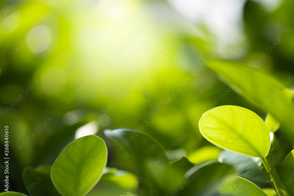 Close up beautiful view of nature green leaves on blurred greenery tree background with sunlight in public garden park. It is landscape ecology and copy space for wallpaper and backdrop. Close up beautiful view of nature green leaves on blurred greenery tree background with sunlight in public garden park. It is landscape ecology and copy space for wallpaper and backdrop.