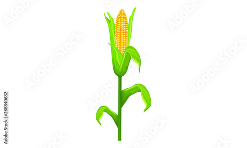 vector corn yellow fresh healty colb with green leaf with steal