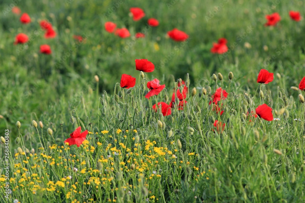 Fototapeta premium Czerwone maki na łące