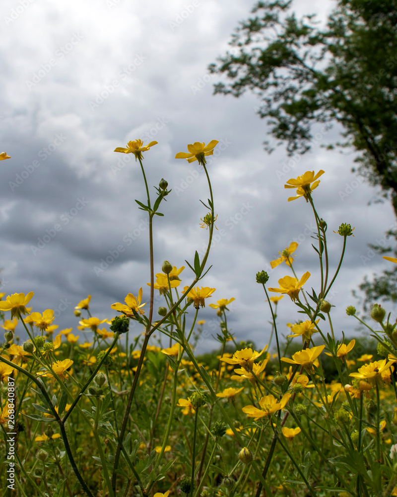 Yellow Flowers on a Cloudy Day Yellow Flowers on a Cloudy Day