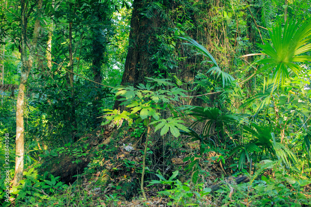 Large trees in the forest, tree trunks, fertile forests,Moss tree, fern Large trees in the forest, tree trunks, fertile forests,Moss tree, fern