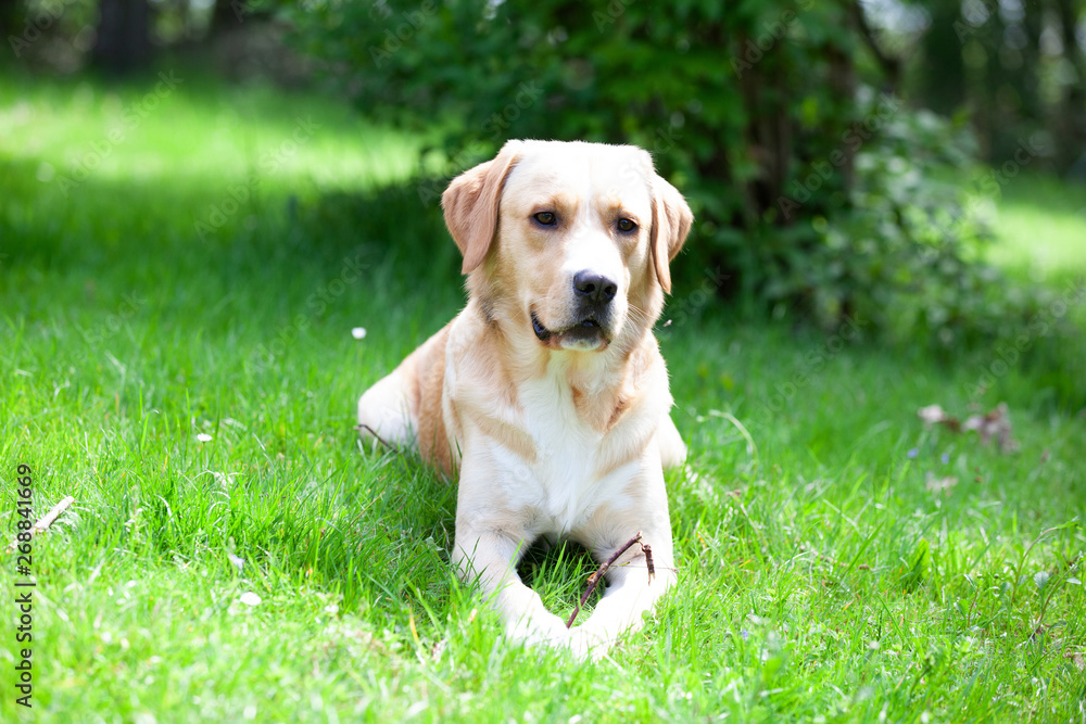 Golden Retriever