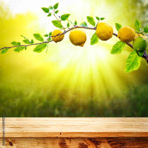 Table background of free space and summer garden background. Branch of fresh lemons and summser sunny day. 