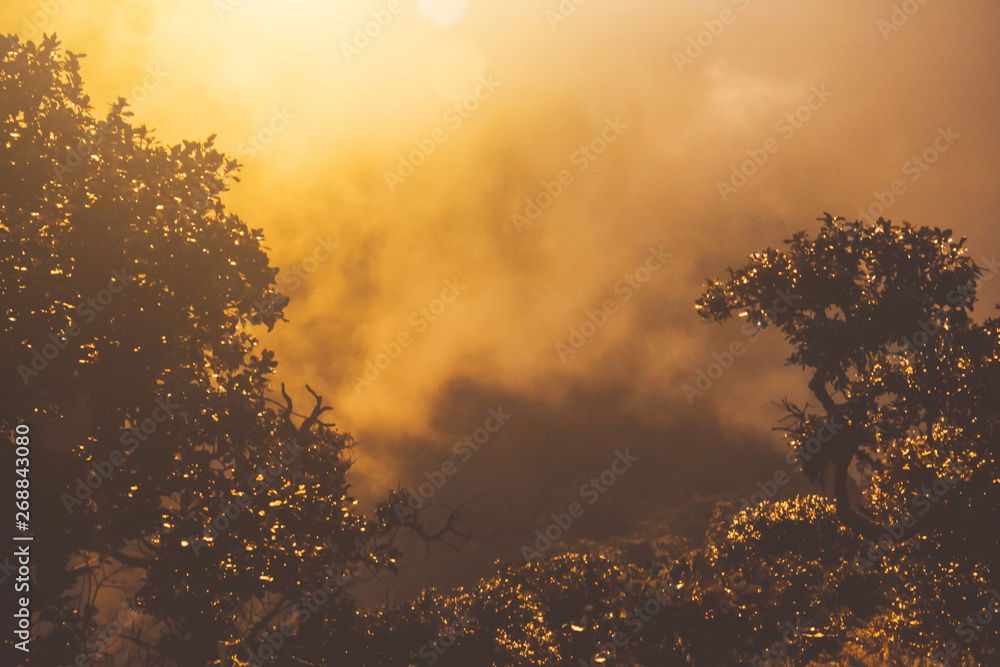 Golden light in Forested and mountain with sunrise in morning mist.Fog cover the jungle hill in Thailand Golden light in Forested and mountain with sunrise in morning mist.Fog cover the jungle hill in Thailand
