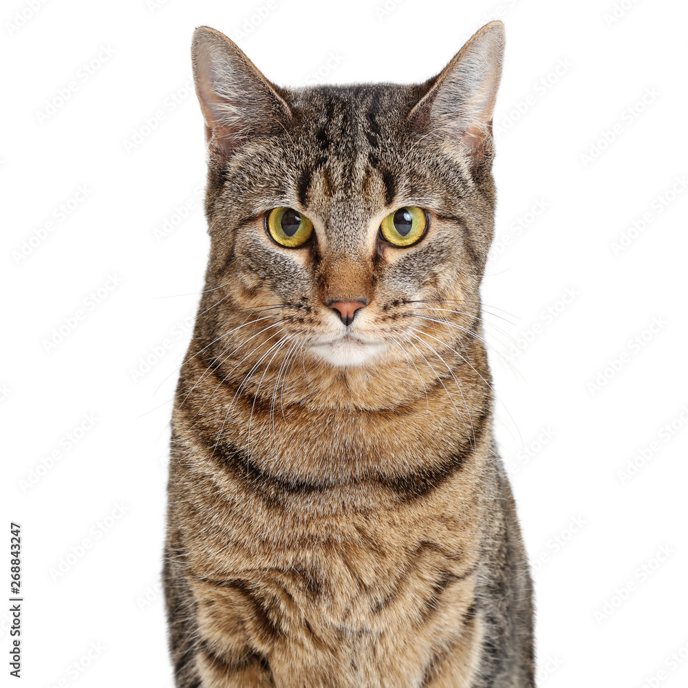 Fototapeta premium Tabby Cat Brown and Black Closeup