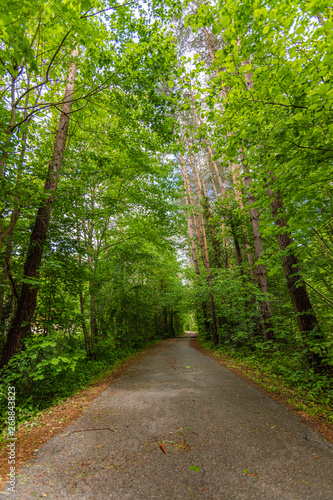 green forest in spring time © babaroga