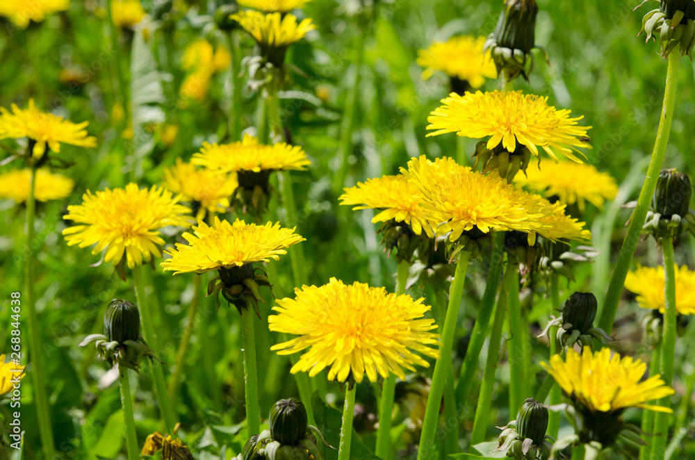 A glade of yellow dandelions on a green lawn under the rays of the sun A glade of yellow dandelions on a green lawn under the rays of the sun