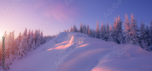 Magic Winter Sunset. Wonderful Wintry Landscape in Alpine Highlands under sunlight at sunrise, Snowcovered pine trees glowing in warm sunlight. Fairy tale wintry view. Christmas celebration concept .