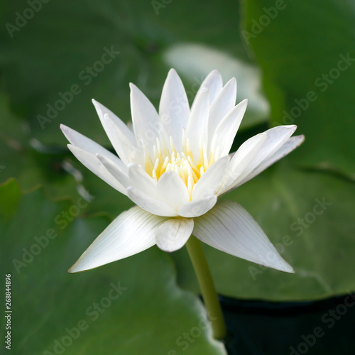 White lotus flower, green leaves background. Nature, garden, exotic concept. Close-up, copy space, square format