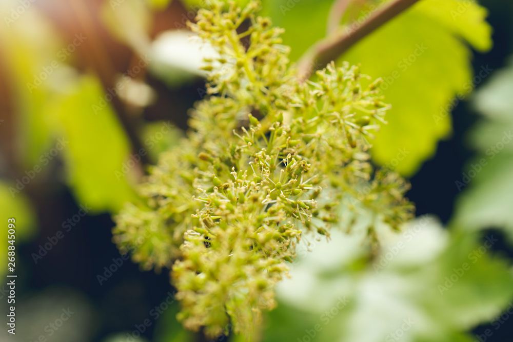Grapevine with baby grapes and flowers - flowering of the vine with small grape berries. Young green grape branches on the vineyard in spring time Grapevine with baby grapes and flowers - flowering of the vine with small grape berries. Young green grape branches on the vineyard in spring time