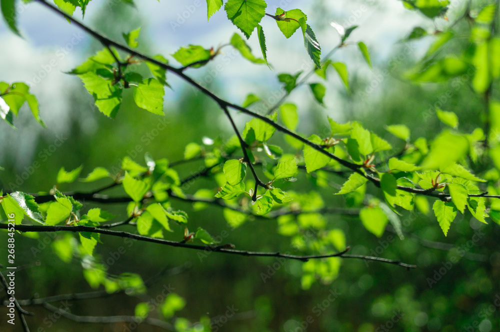 green Foliage on tree branch. nature background green Foliage on tree branch. nature background
