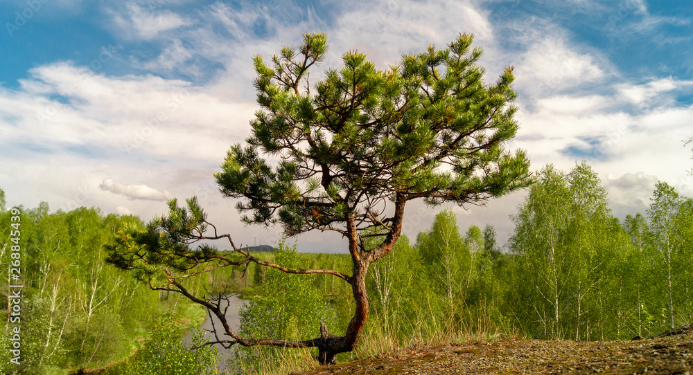 spruce tree standing alone on a cliff by the river