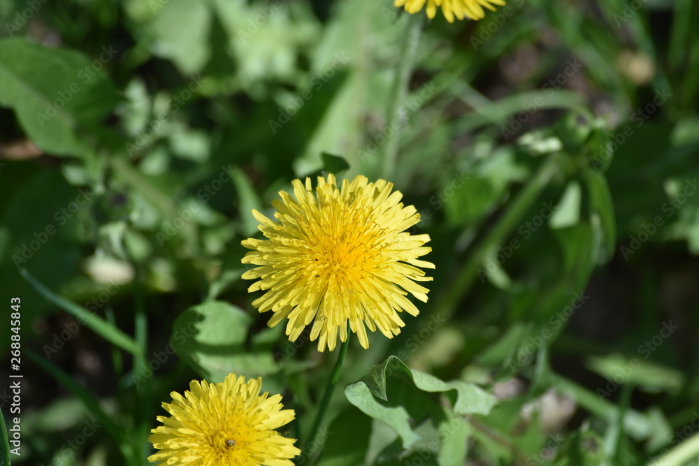 dandelion dandelion