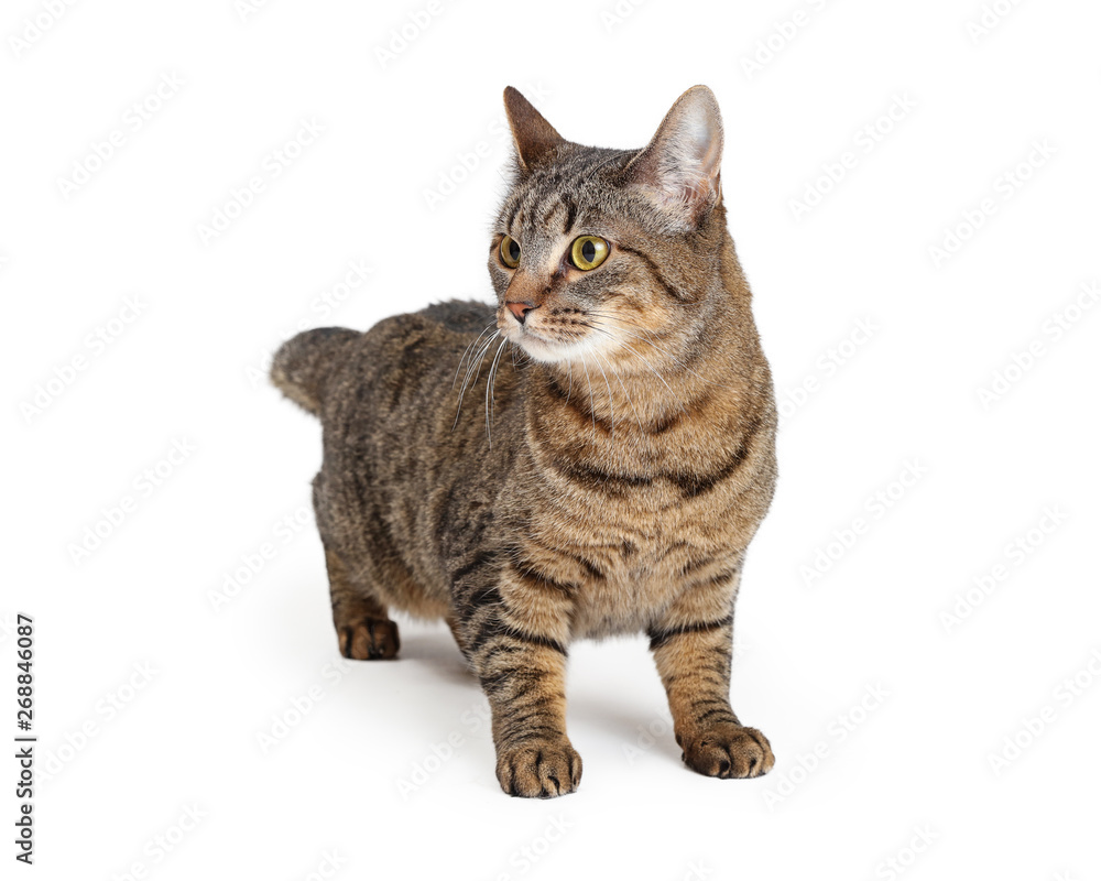 Tabby cat on white standing looking side