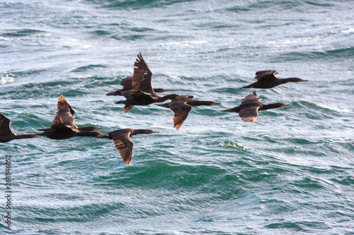 cormorat bird of the national parks and nature reserves of south africa photo