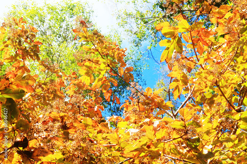 Beautiful orange and yellow leaves branch of tree with blue sky in forest on the mountain
