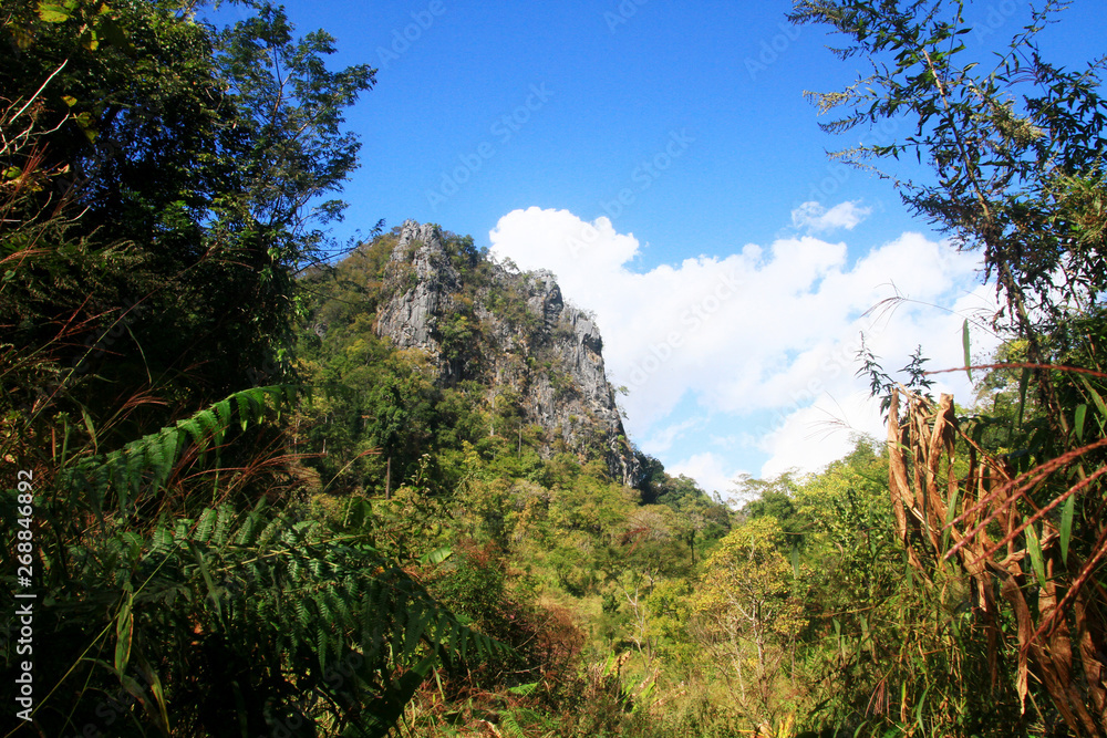 Green forest and jungle with blue sky on Mountain.