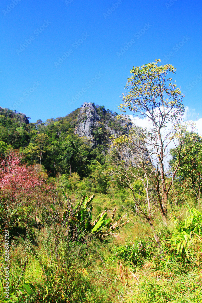 Green forest and jungle with blue sky on Mountain. Green forest and jungle with blue sky on Mountain.
