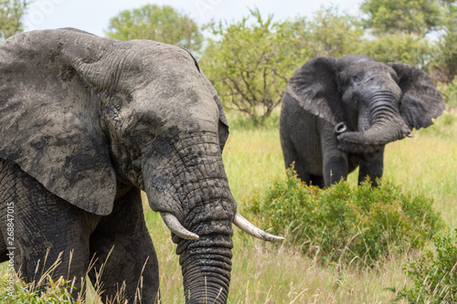 elephant national parks and nature reserves of south africa