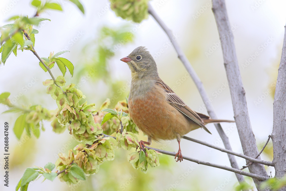 The male ortolan buntingl in breeding plumage sits on a green branch against the sky The male ortolan buntingl in breeding plumage sits on a green branch against the sky