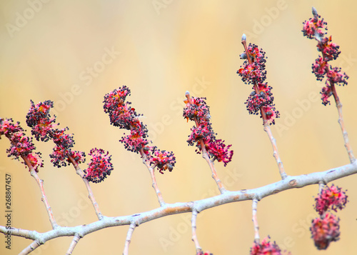 A branch of flowering elm photographed on a blurred beige background. Close-up and detailed photo