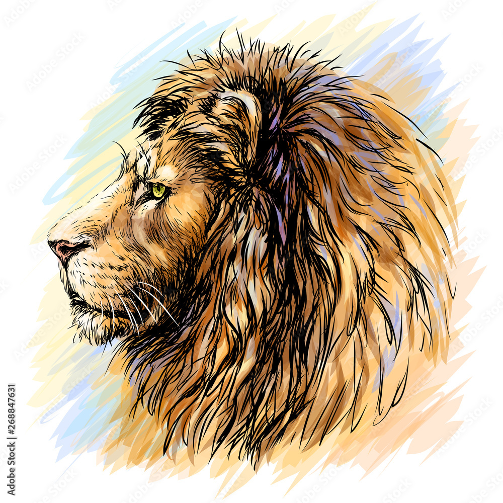 Lion Face Drawing Color