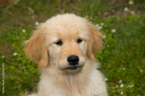 Puppy dog of the Golden Retriever breed. A two month old Golden Retriever dog