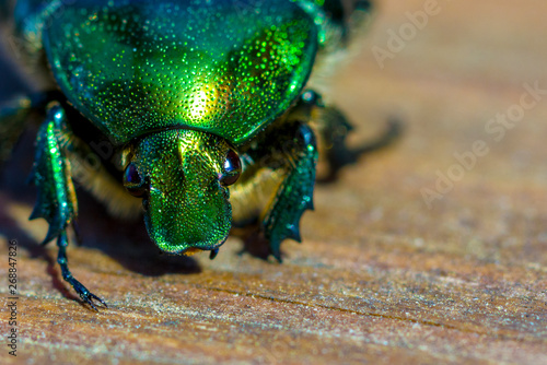 Green shiny beetle on light brown background. Front view. Selective focus. Copy space.