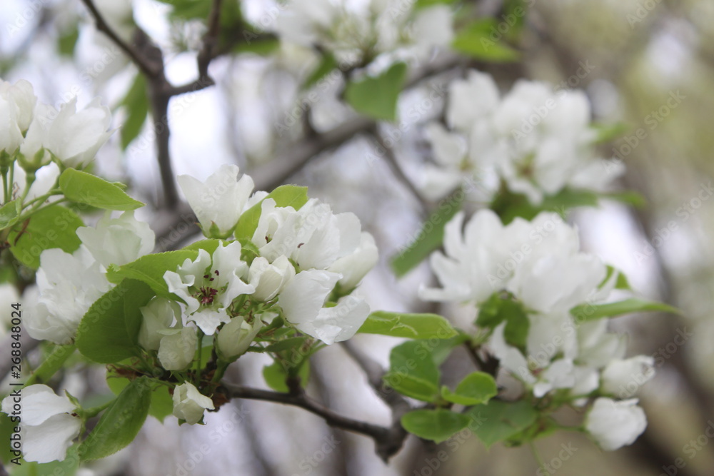 Obraz premium blooming apple tree in spring