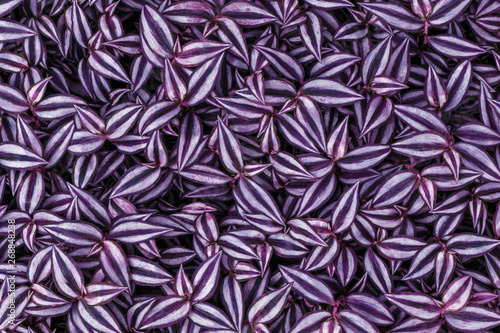 Infrared: Abstract spiderwort plant leaves