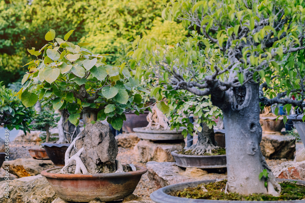 Variety of Bonsai trees were planted in pots and was many sorted for decoration in public garden. Variety of Bonsai trees were planted in pots and was many sorted for decoration in public garden.
