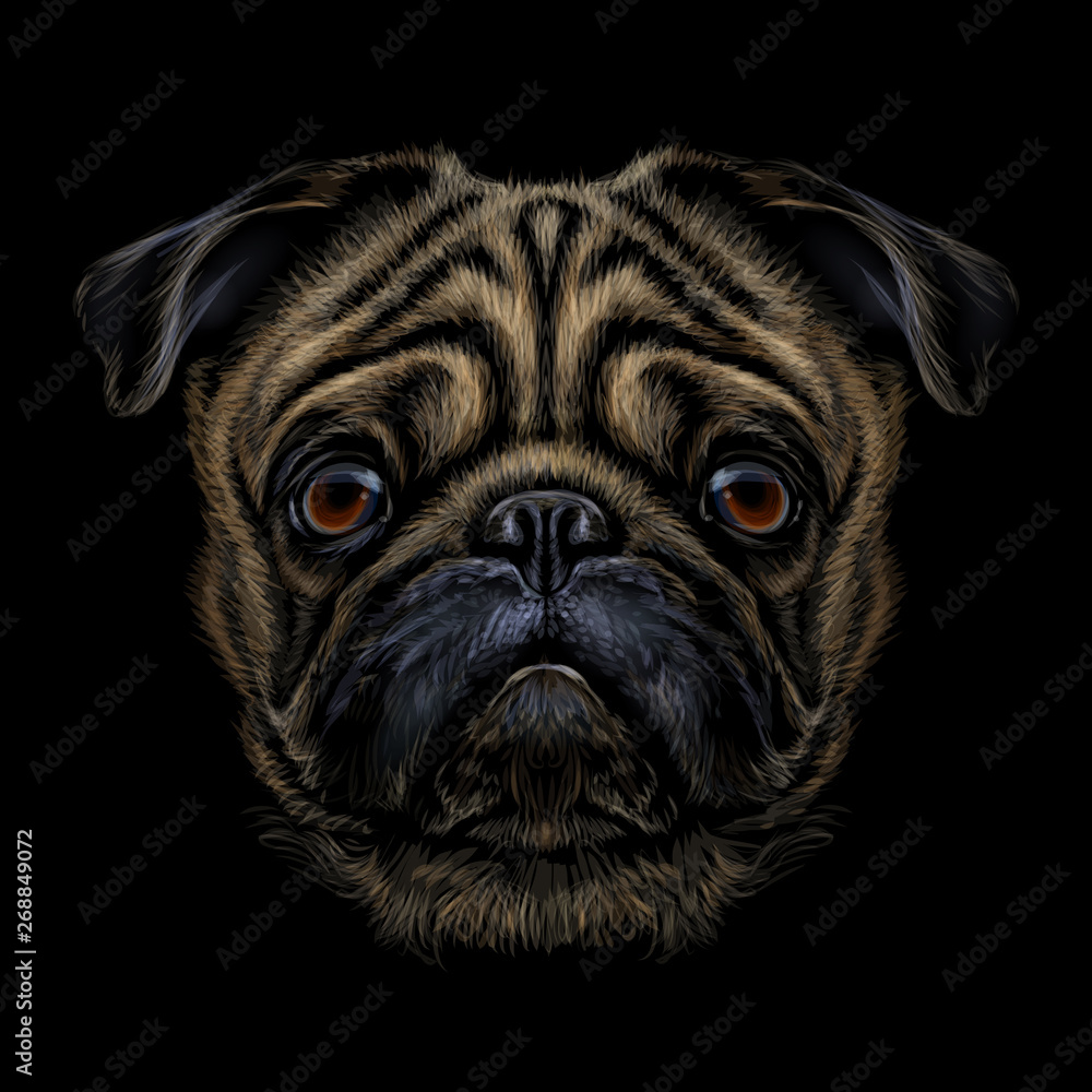 Hand-drawn, color graphic portrait of a pug breed dog on a black background.