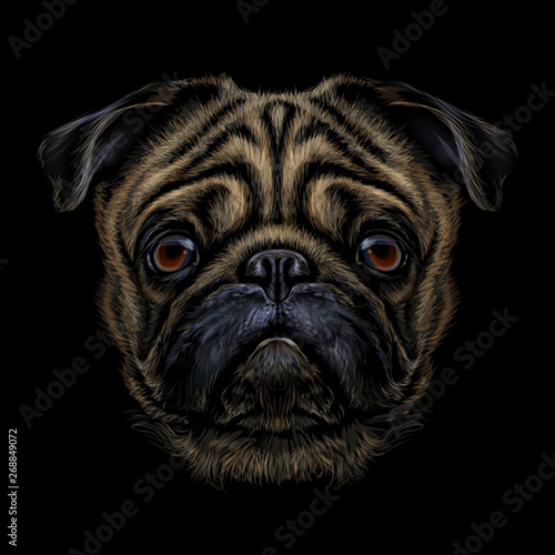 Hand-drawn, color graphic portrait of a pug breed dog on a black background.