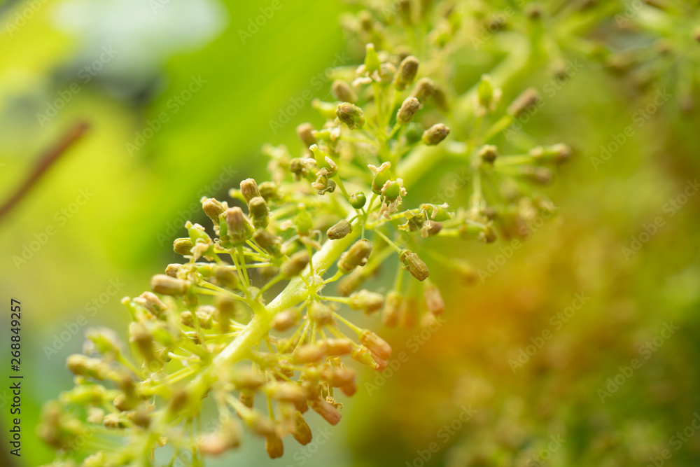 Grapevine with baby grapes and flowers - flowering of the vine with small grape berries. Young green grape branches on the vineyard in spring time. Grapevine with baby grapes and flowers - flowering of the vine with small grape berries. Young green grape branches on the vineyard in spring time.