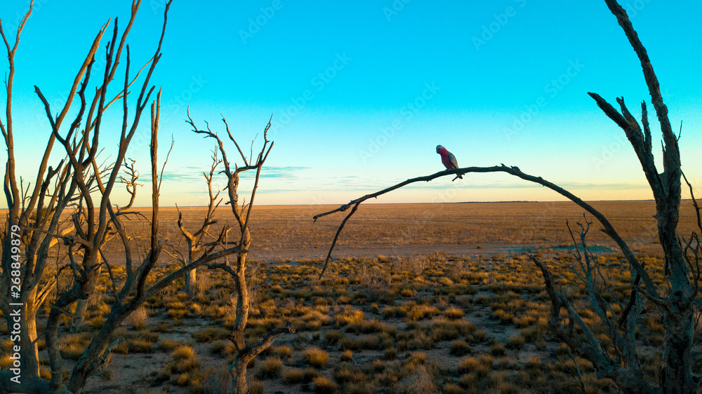Fototapeta premium Gallah