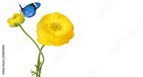 Beautiful yellow flower and colorful butterflies isolated on a white background