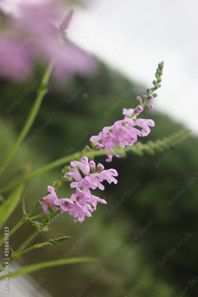 Obraz premium pretty pink flower
