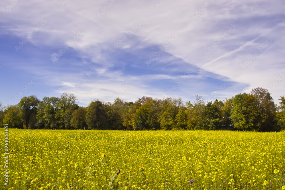 Obraz premium Yellow in nature, forest edge in front of field with thousands of yellow flowers