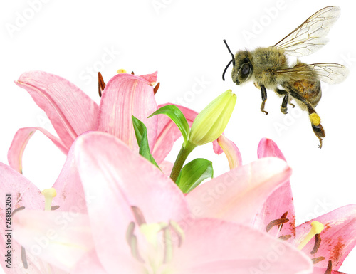 Beautiful tender pink lily flowers and honey bees isolated on white © Alexey Protasov