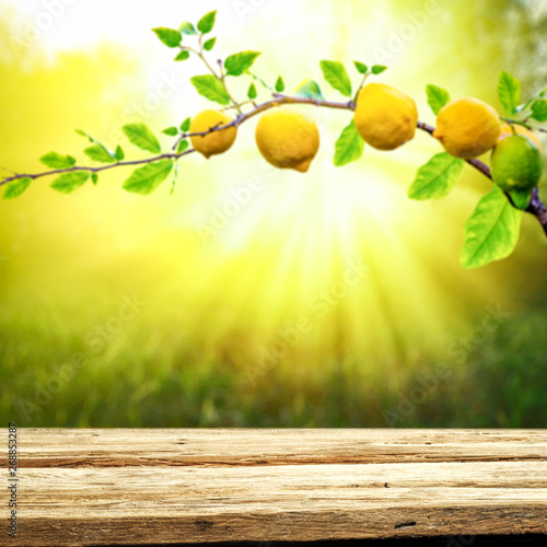 Table background of free space and summer garden background. Branch of fresh lemons and summser sunny day. 