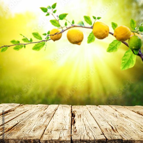 Table background of free space and summer garden background. Branch of fresh lemons and summser sunny day.  photo