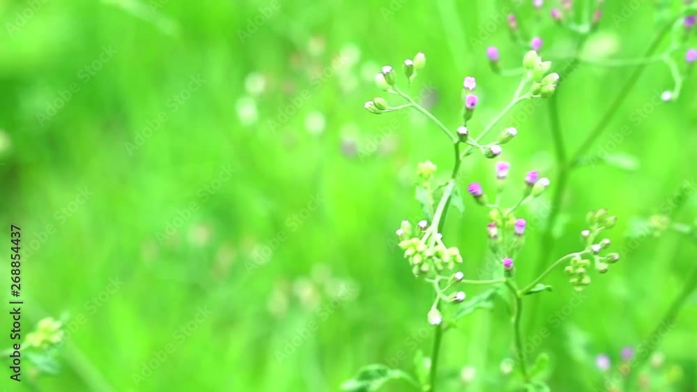 emilia sonchifolia health benefits leaves is used in treatment of dysentery emilia sonchifolia health benefits leaves is used in treatment of dysentery