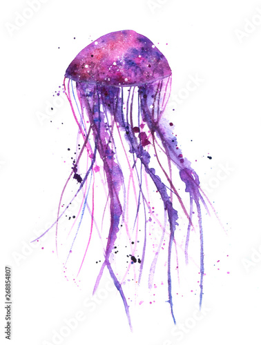 jellyfish illustration