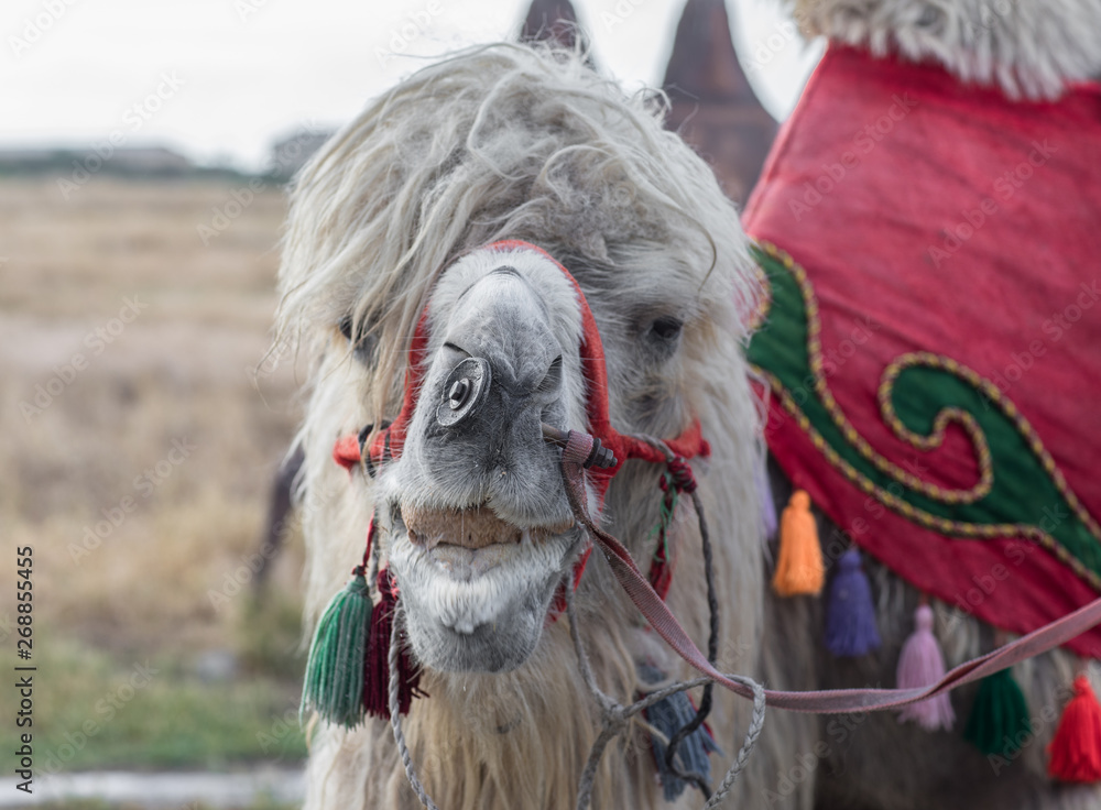 portrait of the face of a camel with decoration