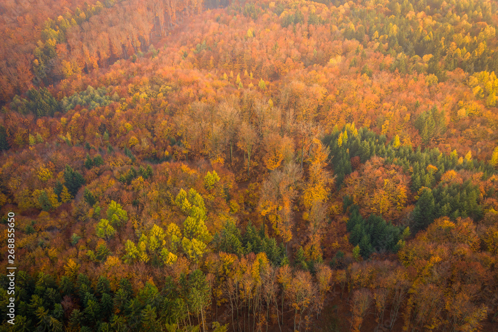 Fototapeta premium Voderady Beechwood is a National Nature Reserve. There are natural beech forests on relatively acidic soil in the reserve, a type of forest habitat that needs protection.