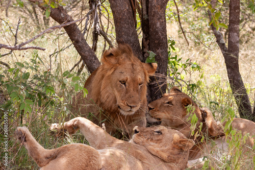 lion mammal of the national parks and nature reserves of south africa