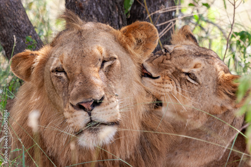 lion mammal of the national parks and nature reserves of south africa