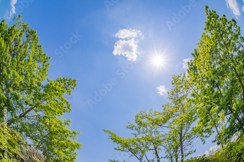 Fototapeta Naklejka Na Ścianę i Meble -  新緑の木々と初夏の青空