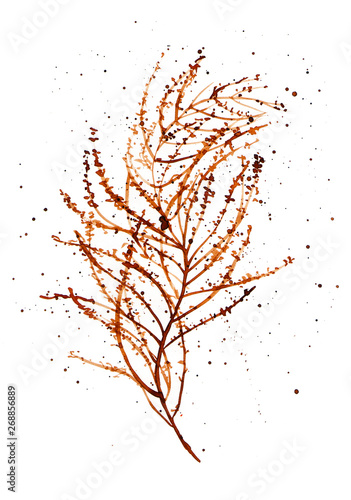 Sargassum muticum illustration