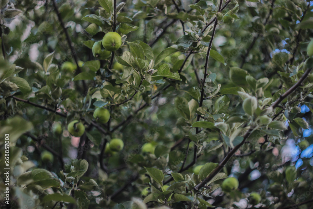 Fototapeta premium green apples on a tree